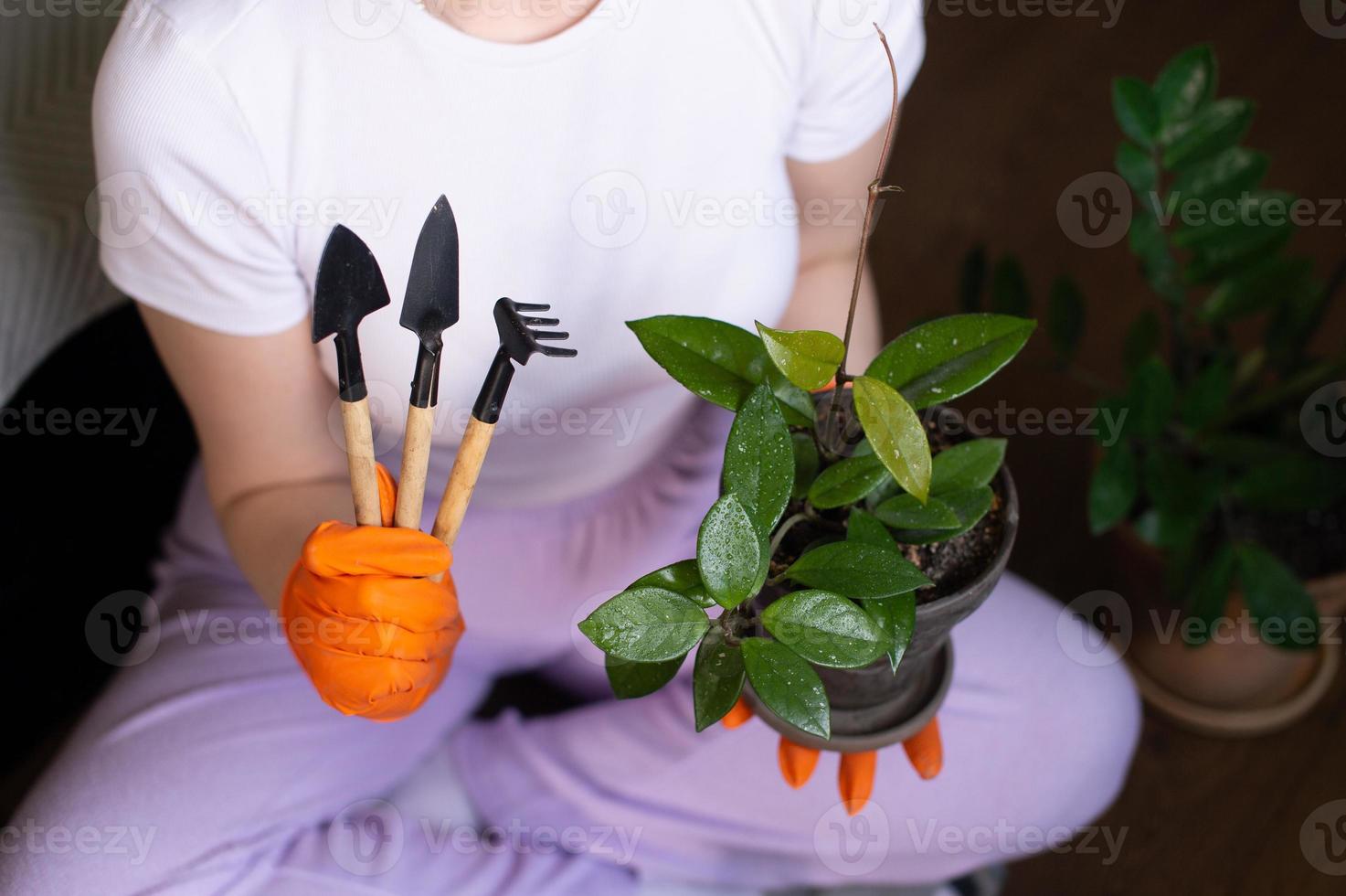 ein einstellen von Werkzeuge zum Umpflanzen Blumen beim Zuhause im Ihre Hände foto