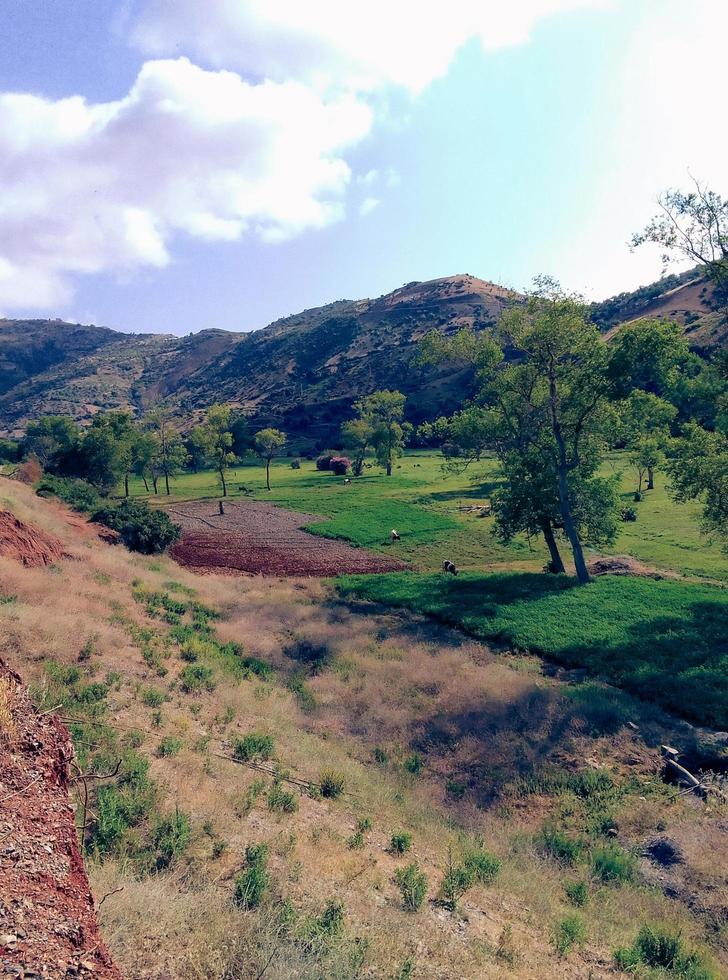 das Vieh Weiden lassen Feld ein Reise in das Herz von der Natur still und malerisch Szenen foto