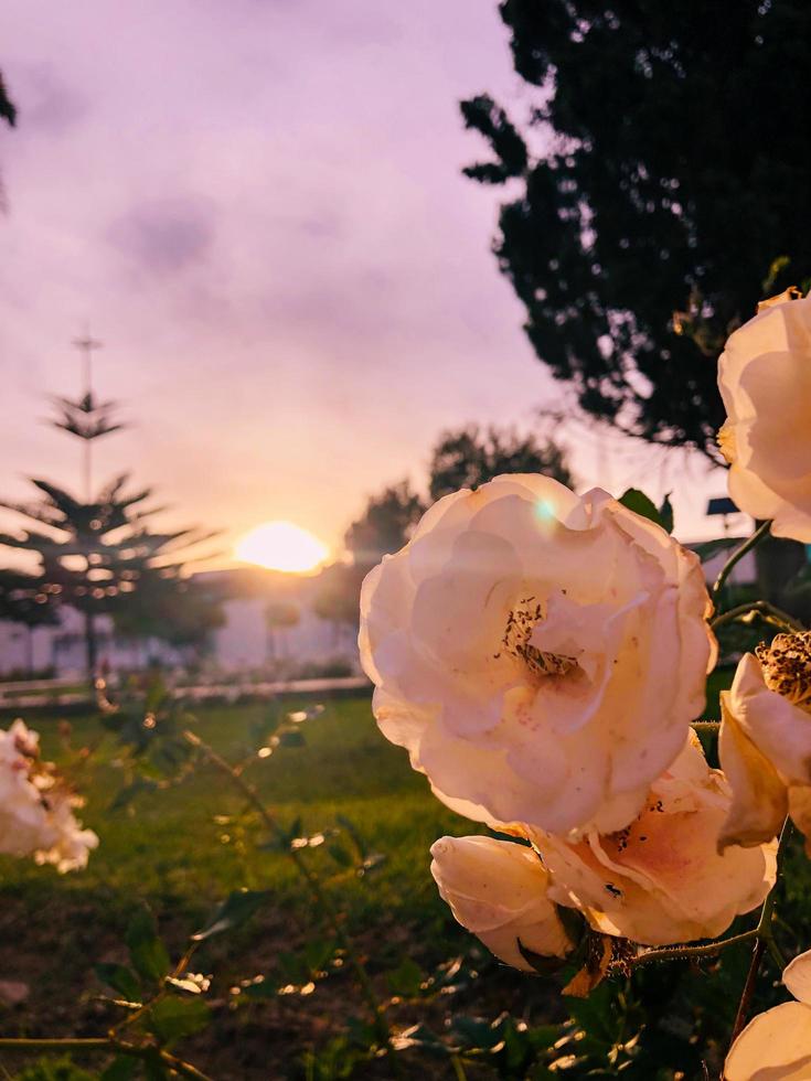 Sonnenaufgang Schönheit Zeuge das Blume blühen foto