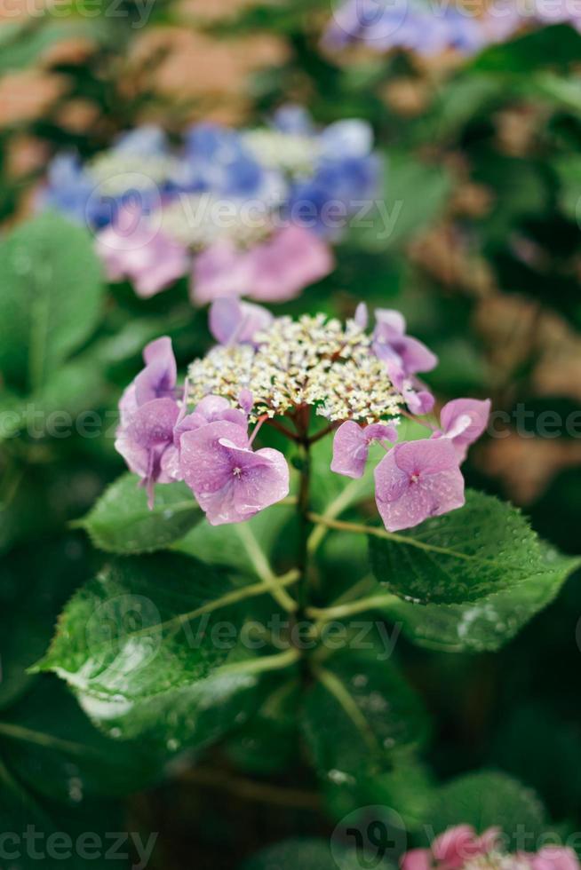 Hortensie Makrophylla, ein Spezies von blühen Pflanze im das Familie Hortensien, mit Regentropfen auf es foto