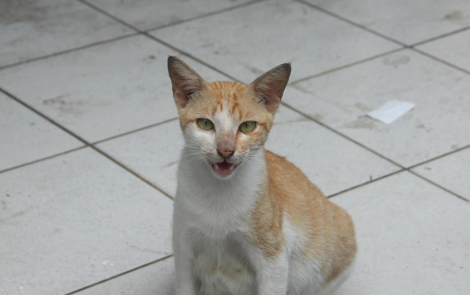 einer Single streunend wild Orange und Weiß farbig weiblich Katze mit schwanger Bauch isoliert auf Weiß Boden. kucing Lügner Tier thematisch Foto Bild suchen beim das Kamera.