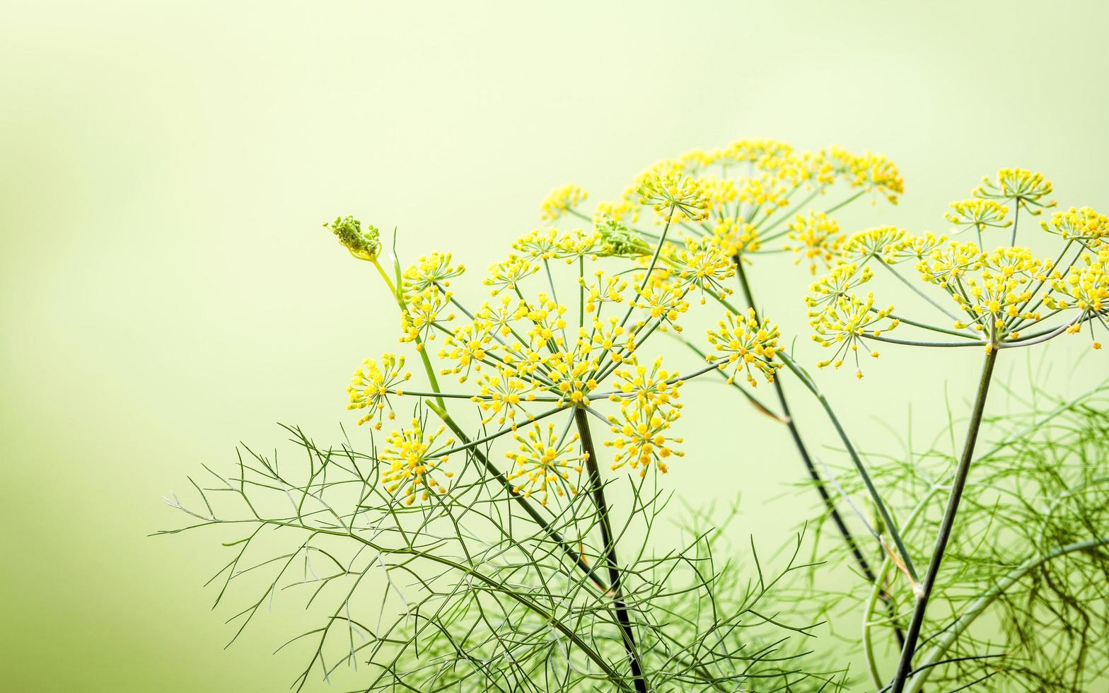 gelbe Fenchelblüten foto