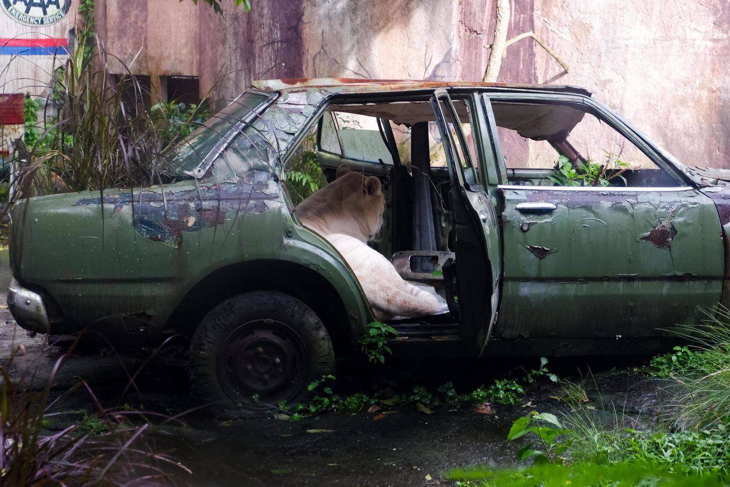 Batu-Indonesien, Januar 2, 2023. selektiv Fokus von das alt gebrochen Auto belegt durch das Weiß Löwe. foto