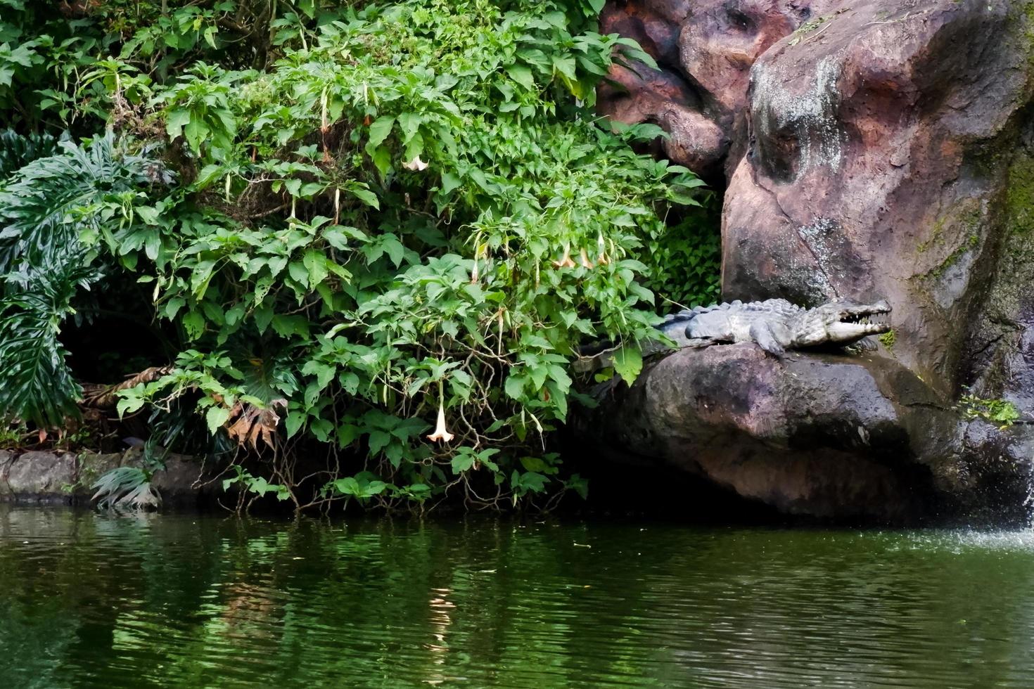 selektiv Fokus von Krokodile thront auf das Kante von das See. foto