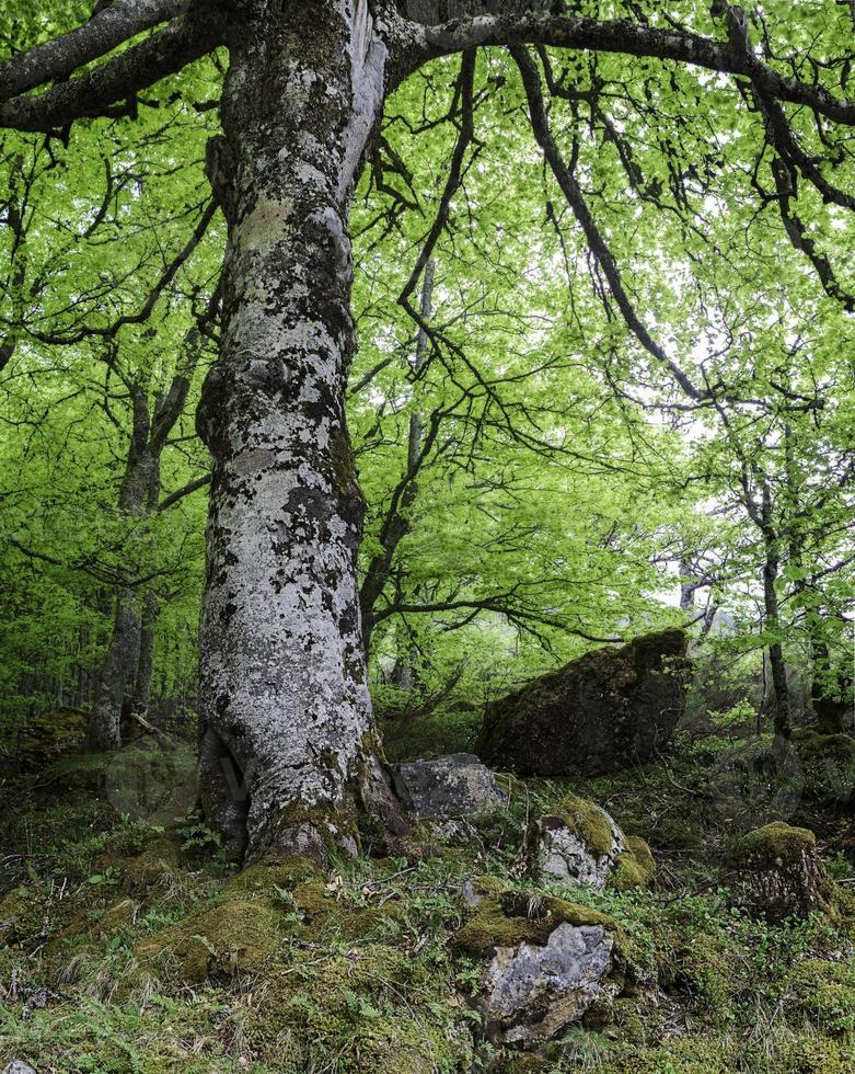 großer Baum in einem Wald foto