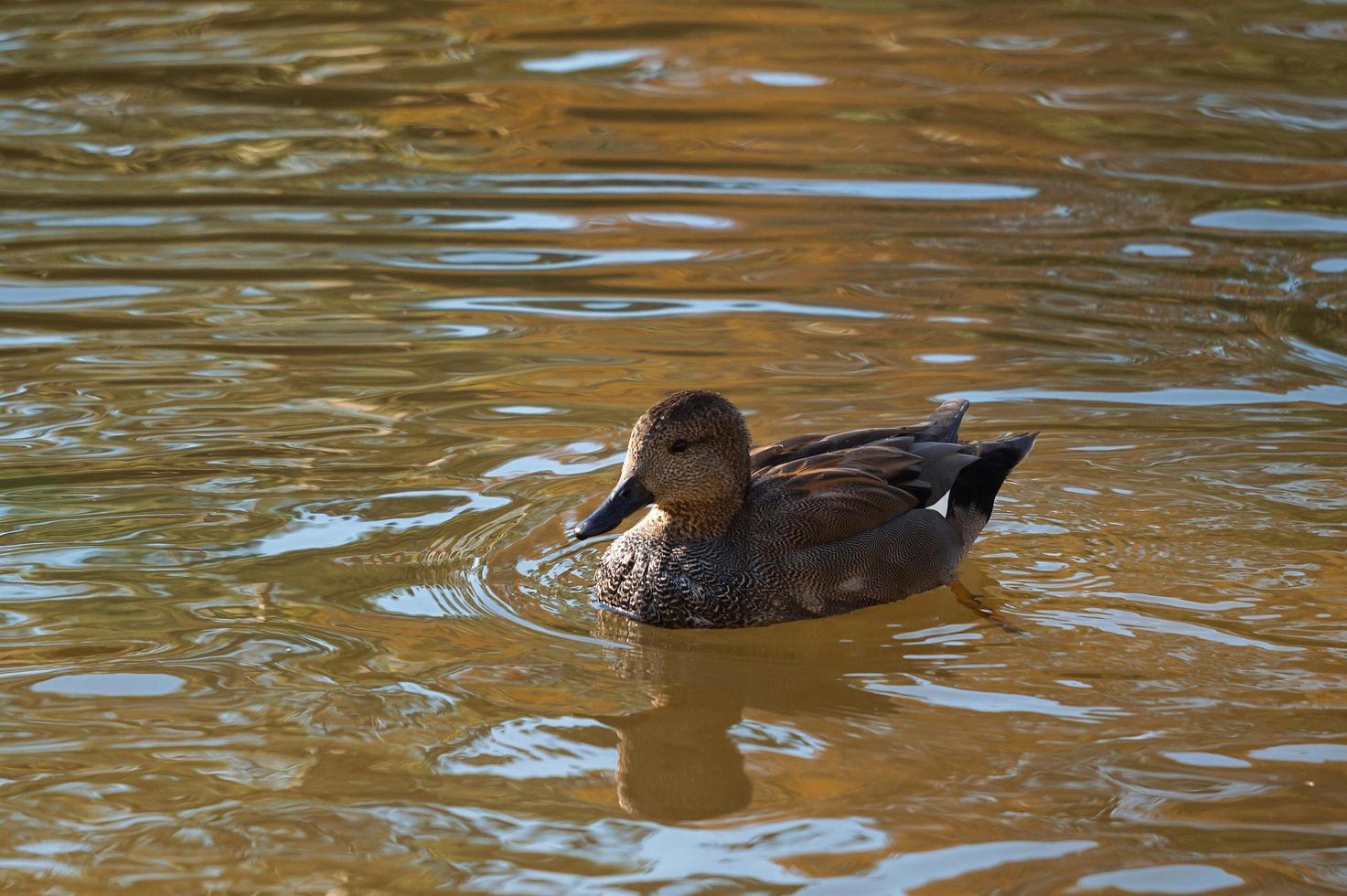 braune Ente auf dem Wasser foto