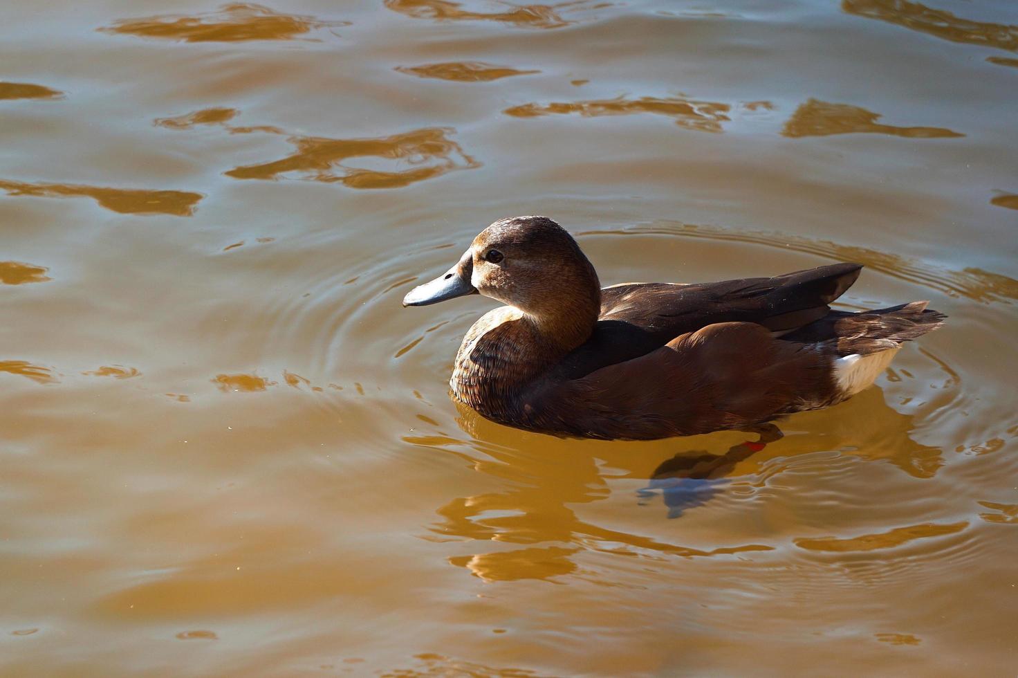 braune Ente auf dem Wasser foto