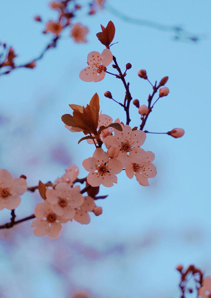 Kirschblüten-Sakura-Blume in der Frühlingssaison foto