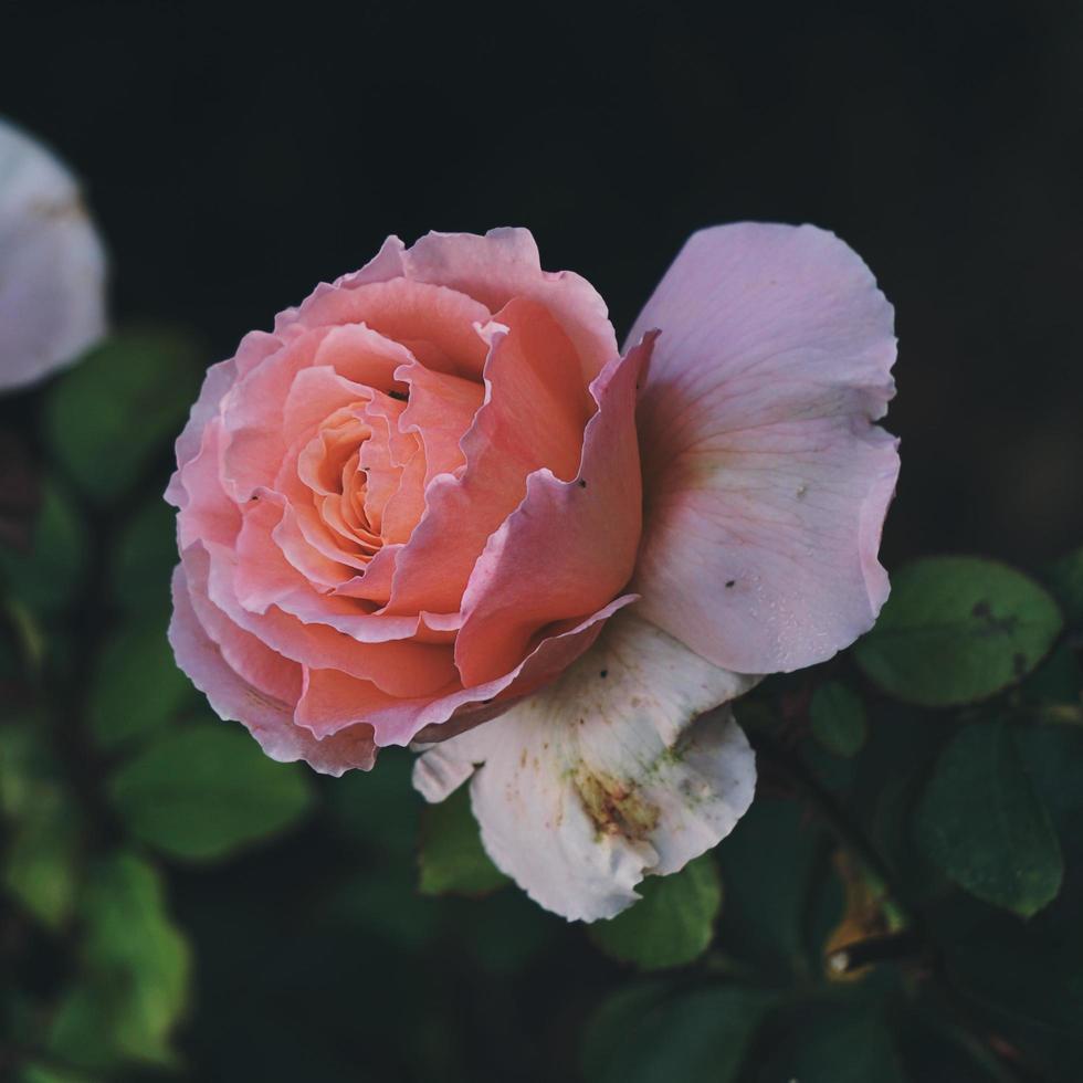 schöne rosa Rosenblume in der Frühlingssaison foto