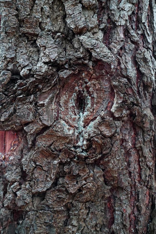 Nahaufnahme eines strukturierten Hintergrunds eines Baumstammes foto