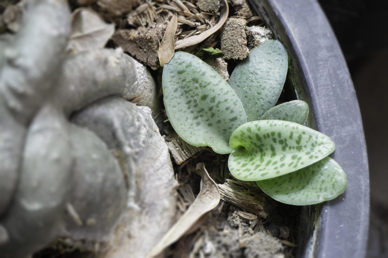 Sukkulenten im Hausgarten foto