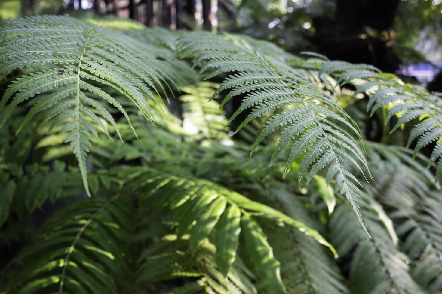 große Farnpflanze im Garten foto