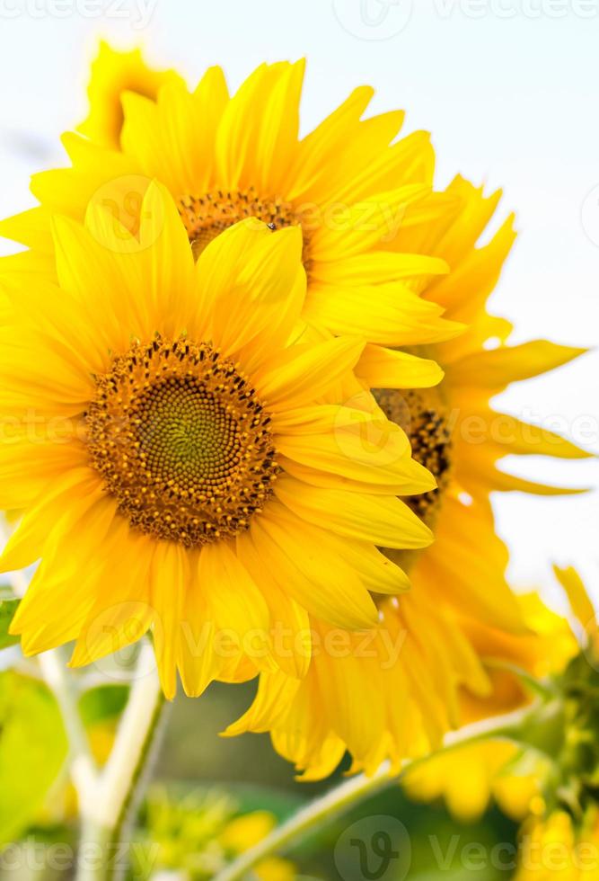 Sonnenblumen Nahansicht Aussicht foto