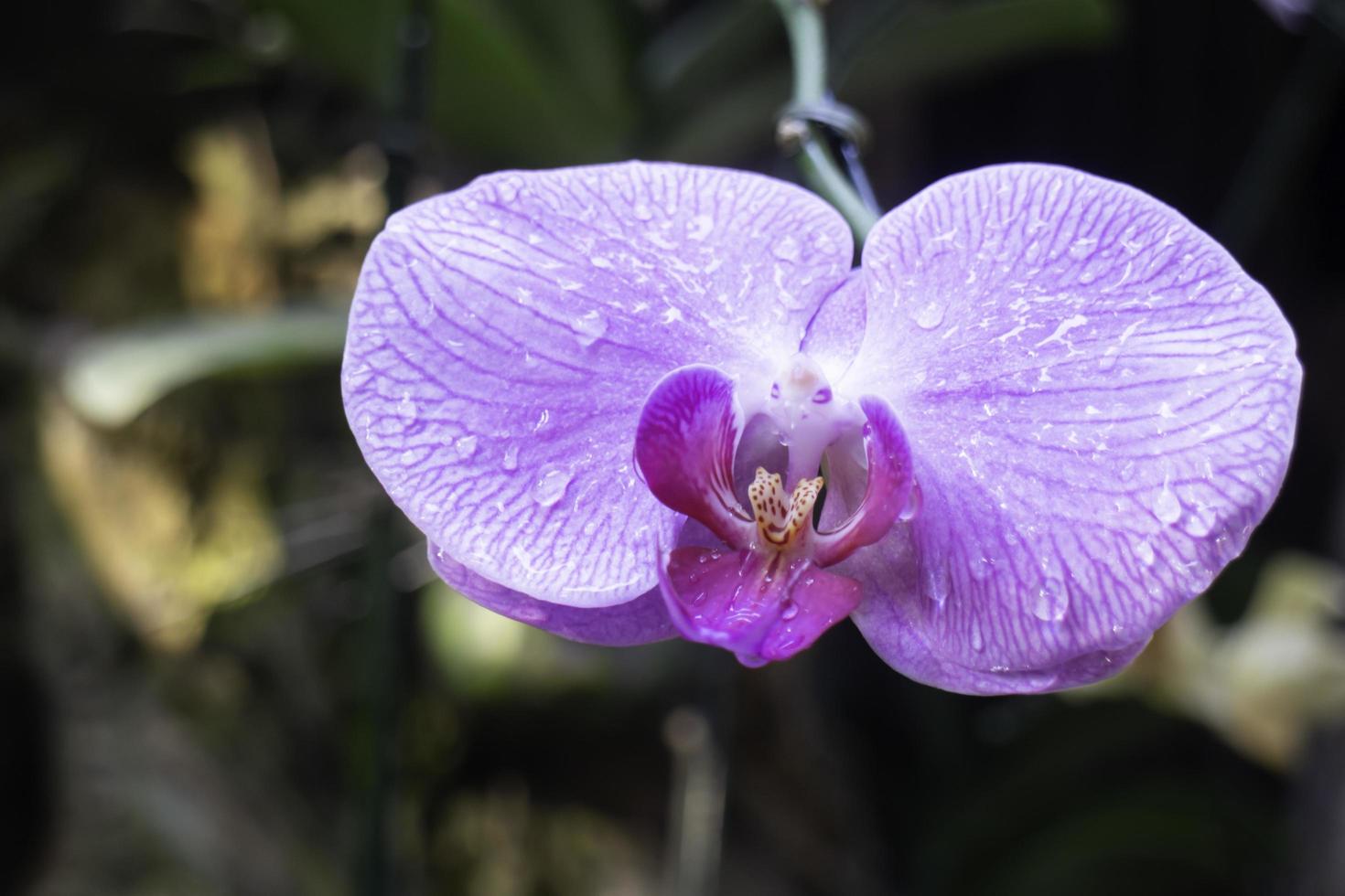 Orchideenpflanze im Garten foto