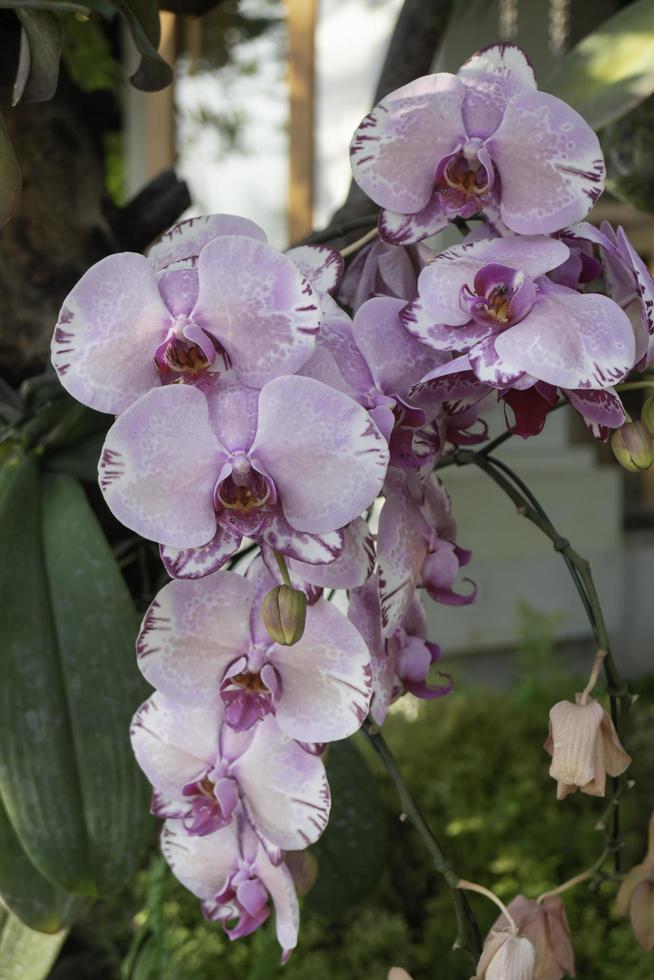 Orchideenpflanze im Garten foto