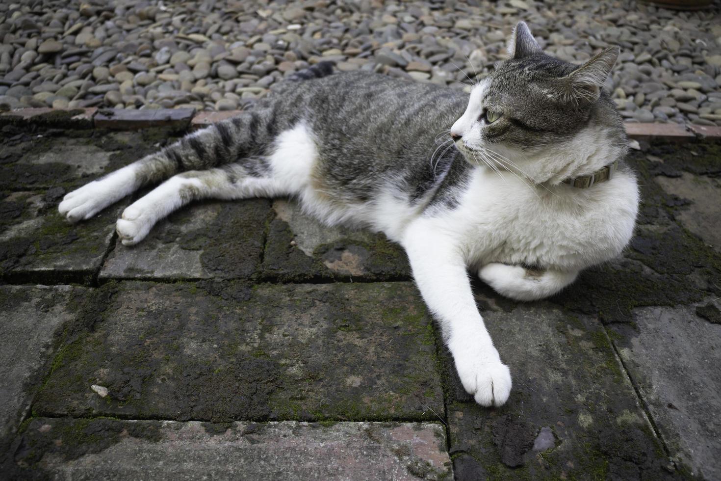 Katze, die in einem Garten liegt foto