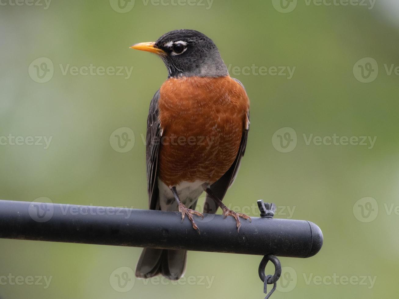 ein Robin, Turdus Wanderer, im Frühling und gezeigt im Profil. foto