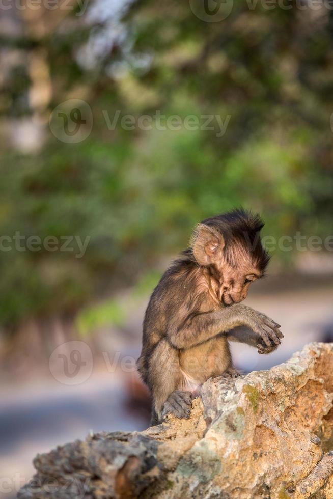 Baby Makaken Affe Essen foto