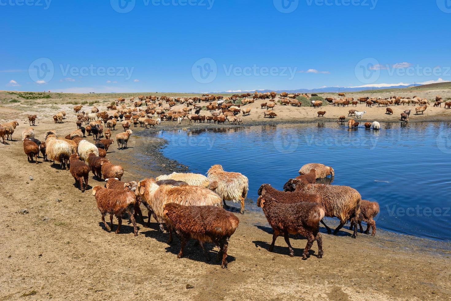 ein Herde von Schaf und Pferde sind Trinken Wasser um ein klar Teich im jungar Becken, Xinjiang foto