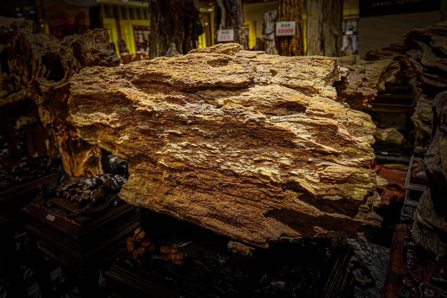 versteinert Holz im Xinjiang, China, diese schön Fossil immer noch pflegt das Original Aussehen von das Kofferraum foto