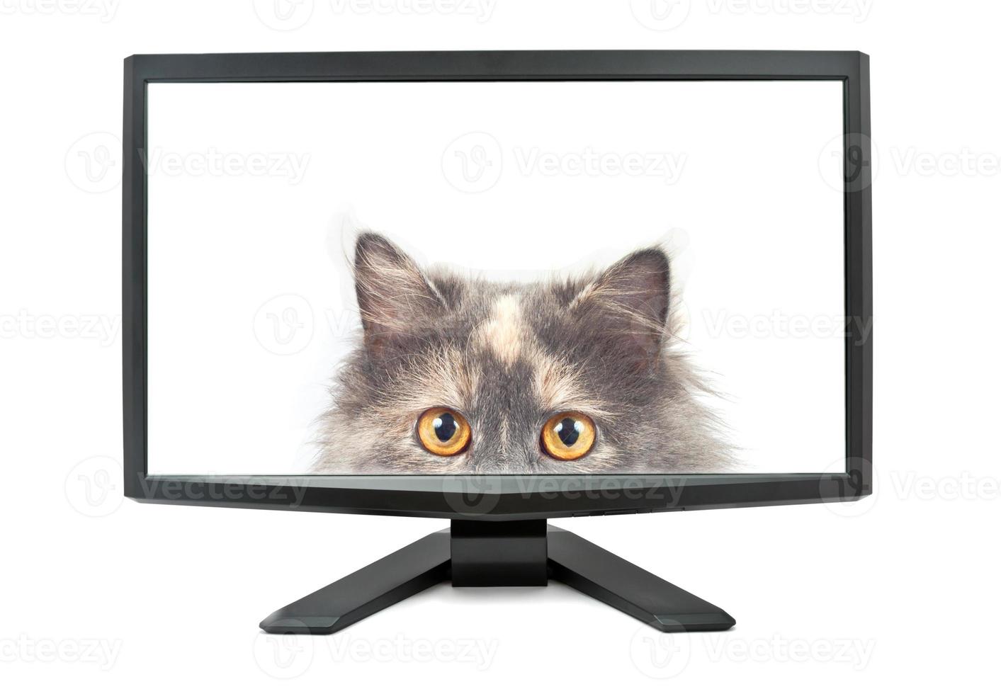Monitor und Katze foto