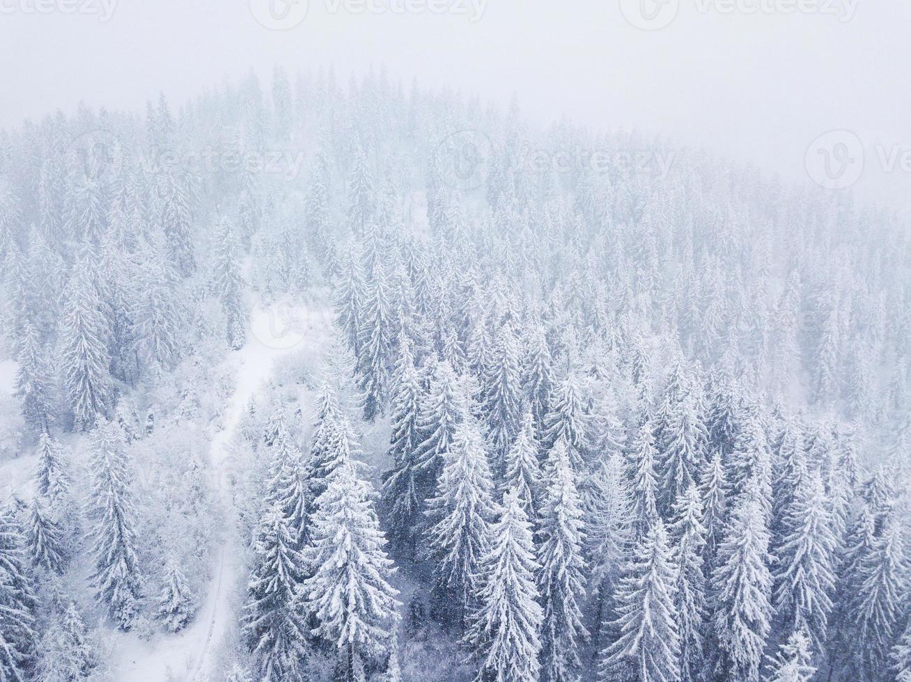 Flug Über Schneesturm im ein schneebedeckt Berg Nadelbaum Wald, unbequem unfreundlich Winter Wetter. foto