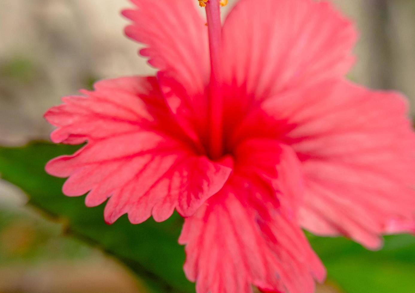 schließen rot Farbe Hibiskus Blume, Hibiskus Blume Hintergrund foto