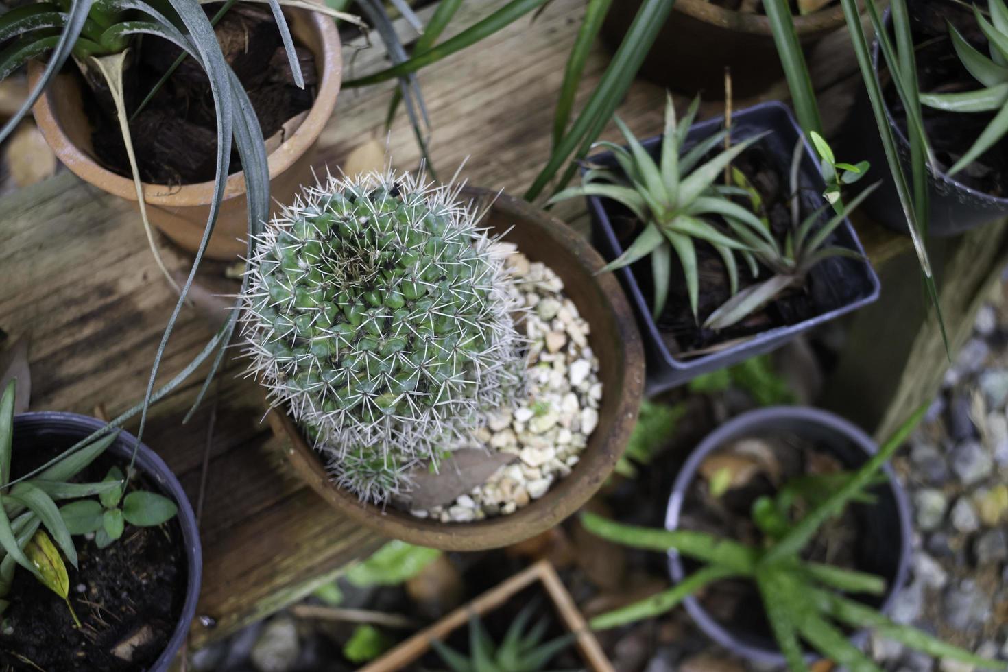 Topf Sukkulenten im Garten foto