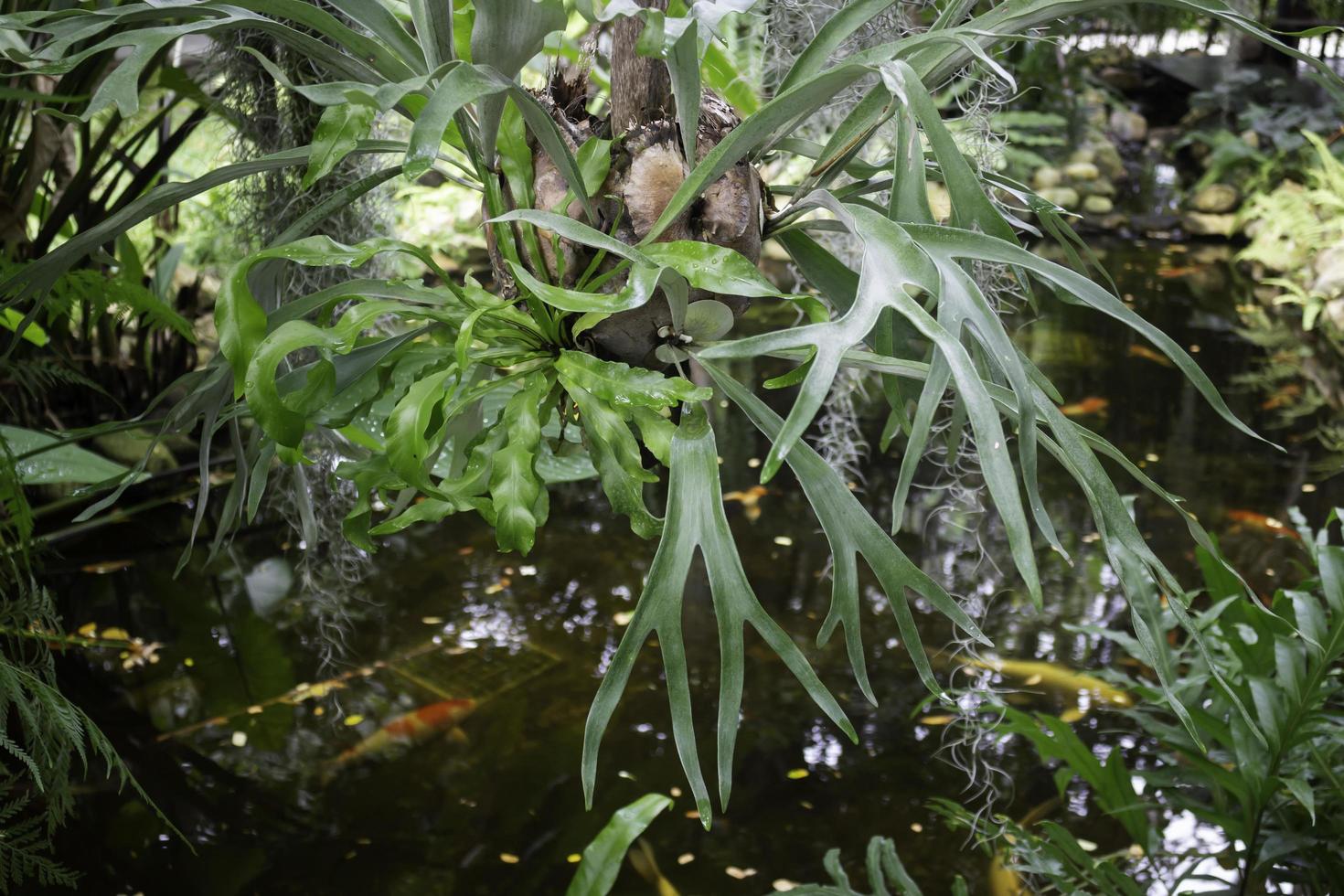 grüne hängende Pflanze nahe einem Koiteich foto
