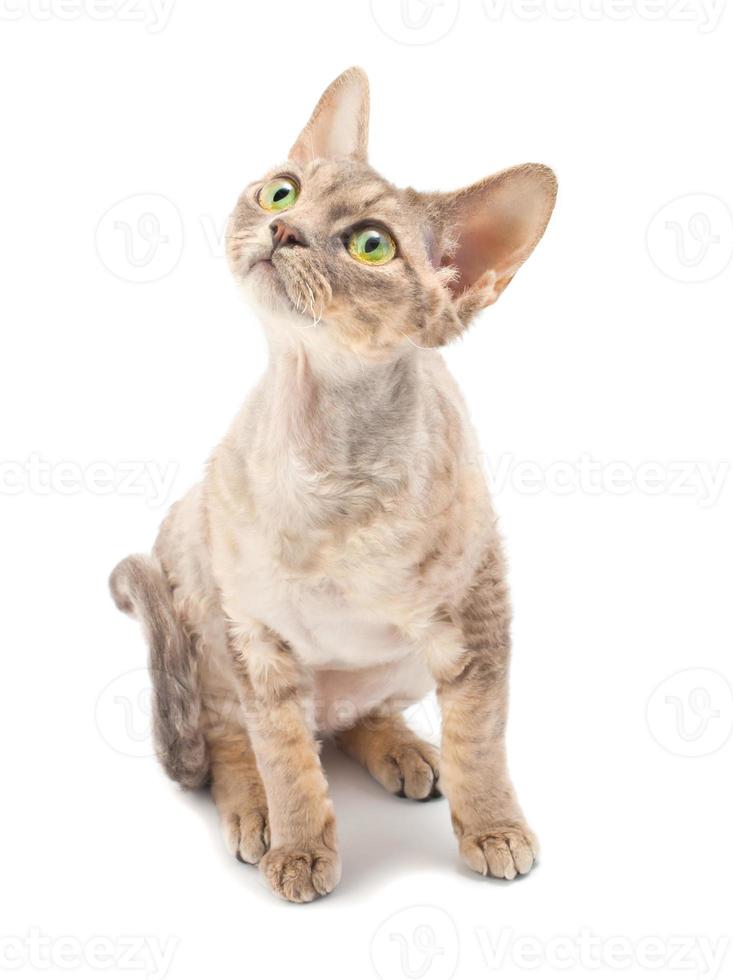 Katze Devon rex foto