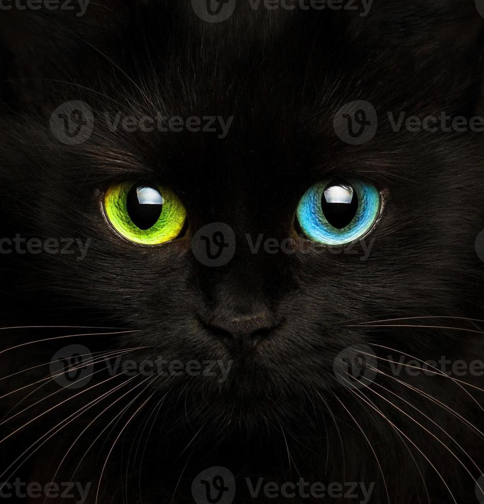 schwarz Katze mit Augen von anders Farben Nahansicht foto