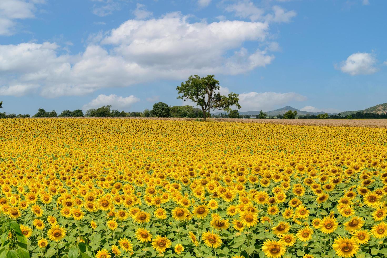 Feld von Blühen Sonnenblumen auf ein Hintergrund von Blau Himmel, stutzen buri foto