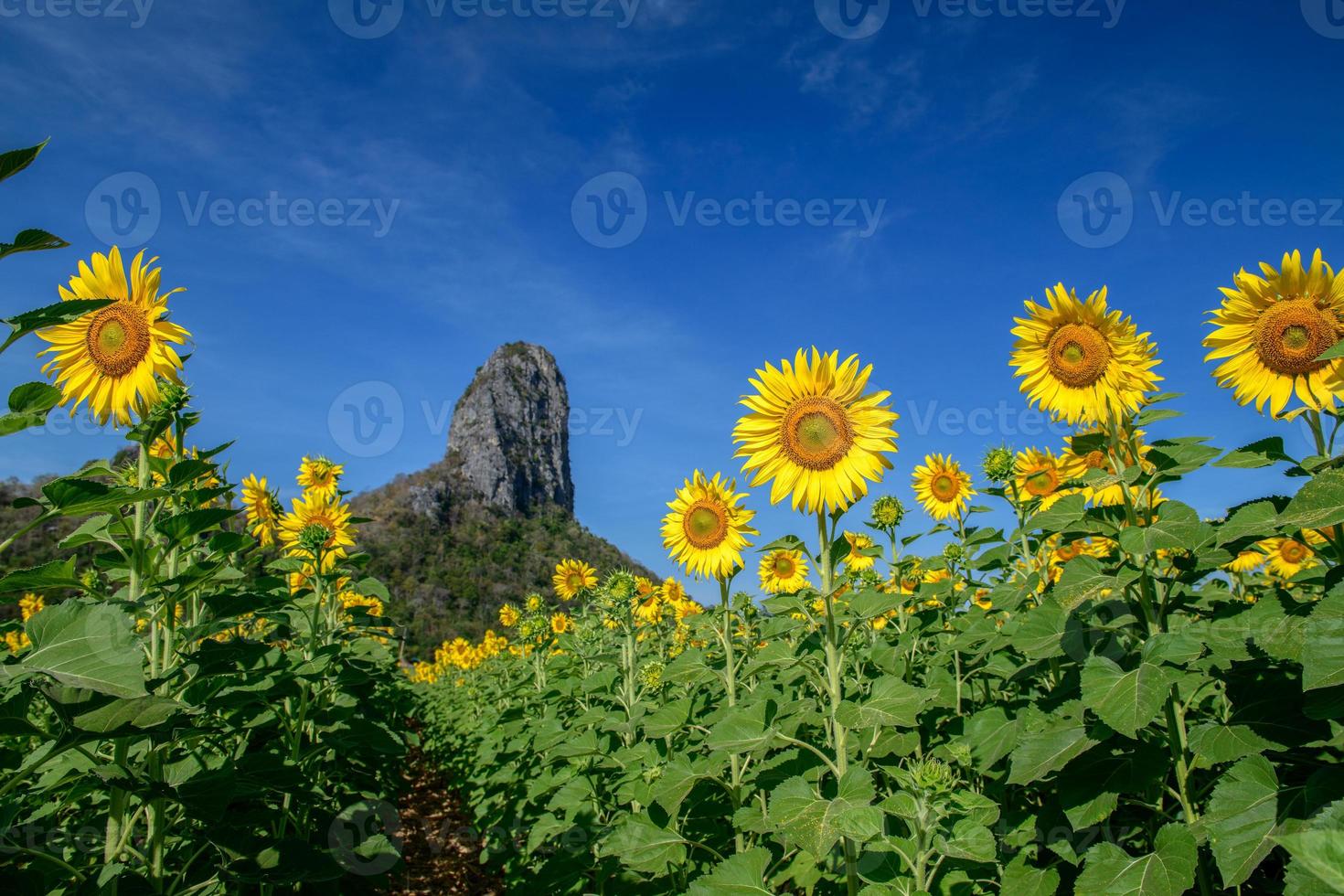 schön Sonnenblume Feld auf Sommer- mit Blau Himmel beim stutzen buri foto