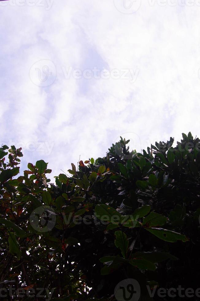 Silhouetten von Baum Blätter gegen ein Hintergrund von Wolken und klar Himmel foto