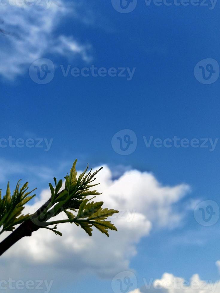 Blau Himmel mit Wolken und Baum foto
