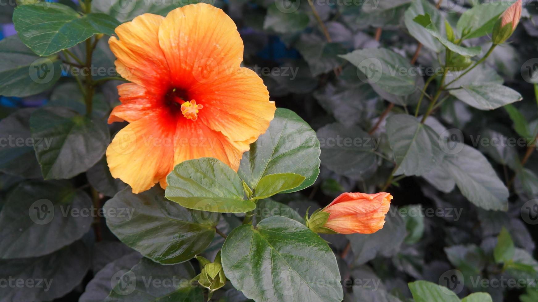 bunga getrennt, kembang getrennt, im malaysisch genannt bunga raya oder Hibiskus rosa-sinensis foto