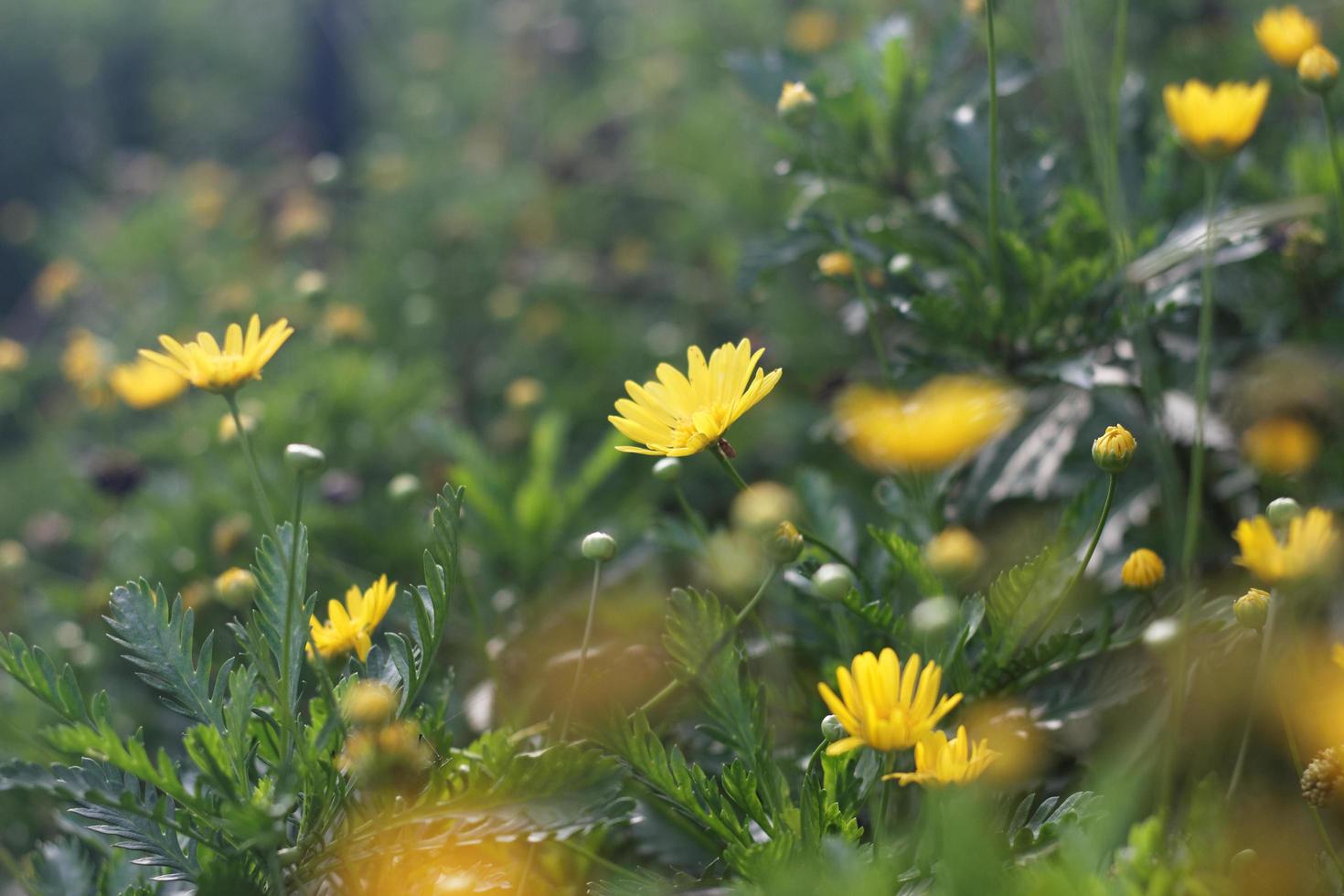 gelbe Gänseblümchenblumen in einem Garten foto