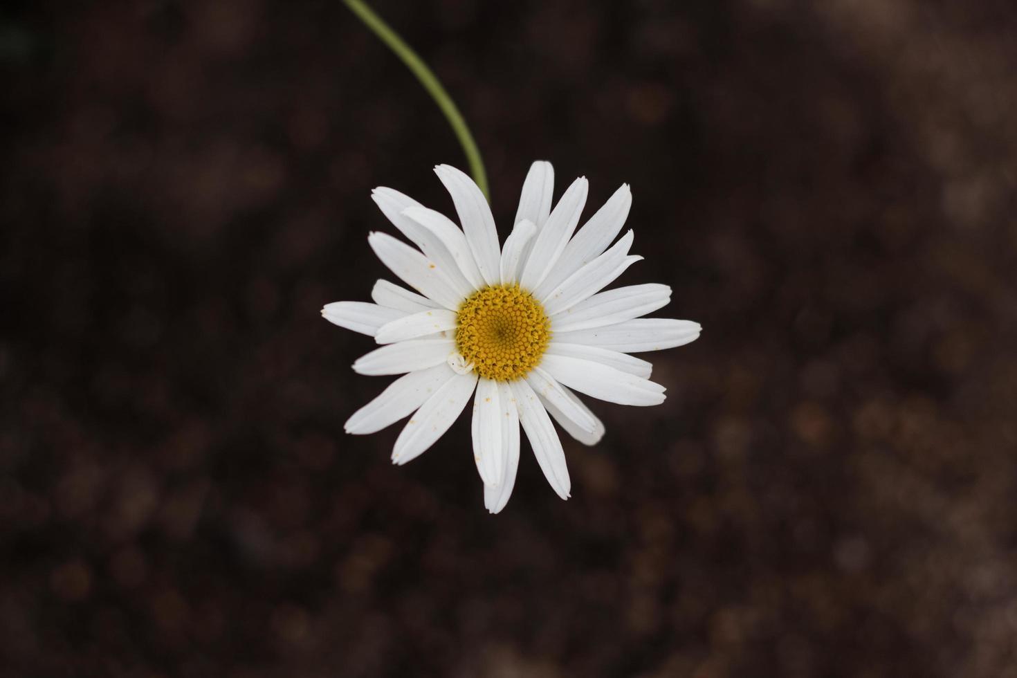 Nahaufnahme einer weißen Gänseblümchenblume mit gelber Mitte foto