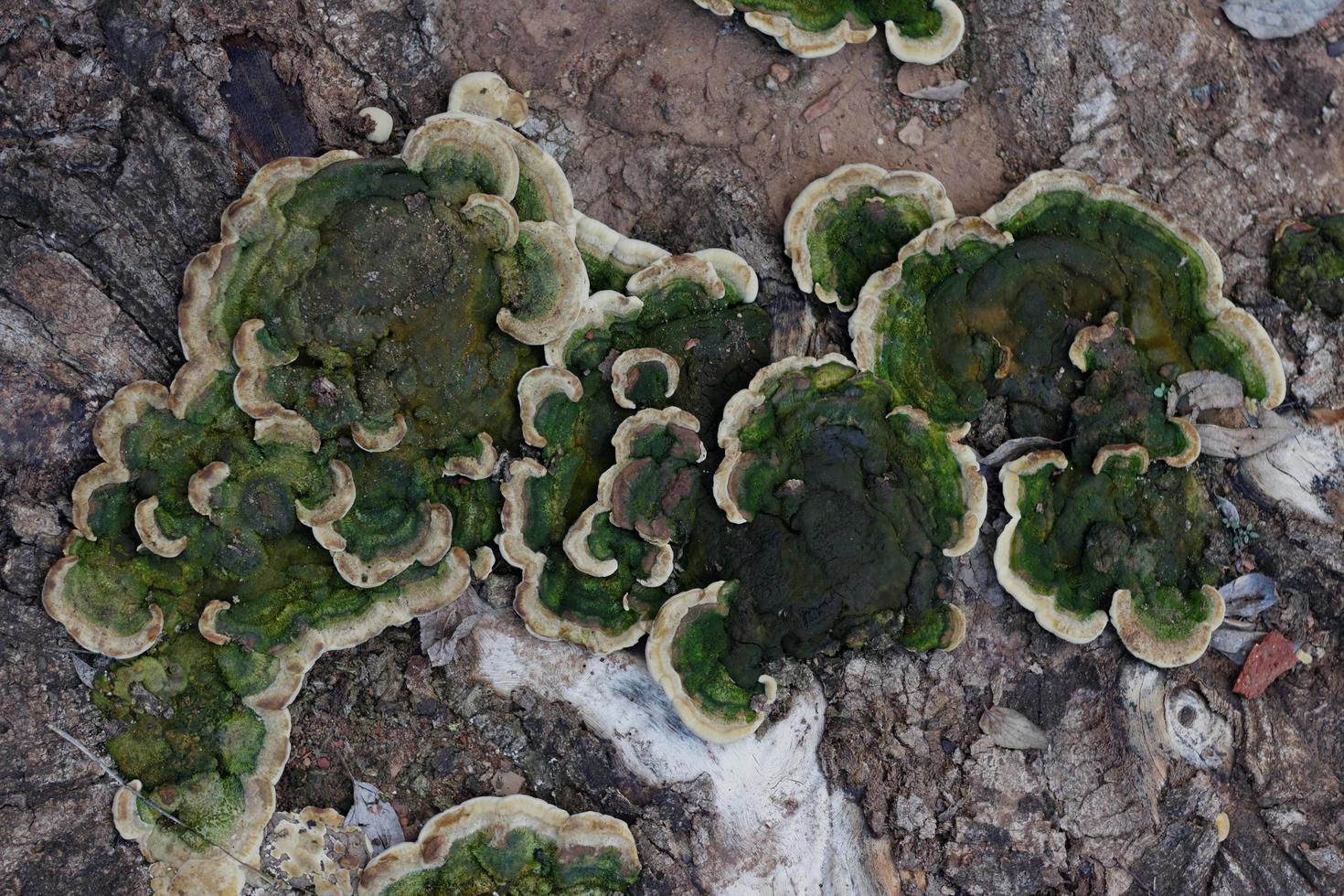 haariger Klammerpilz oder Trametes hirsuta auf Holz foto