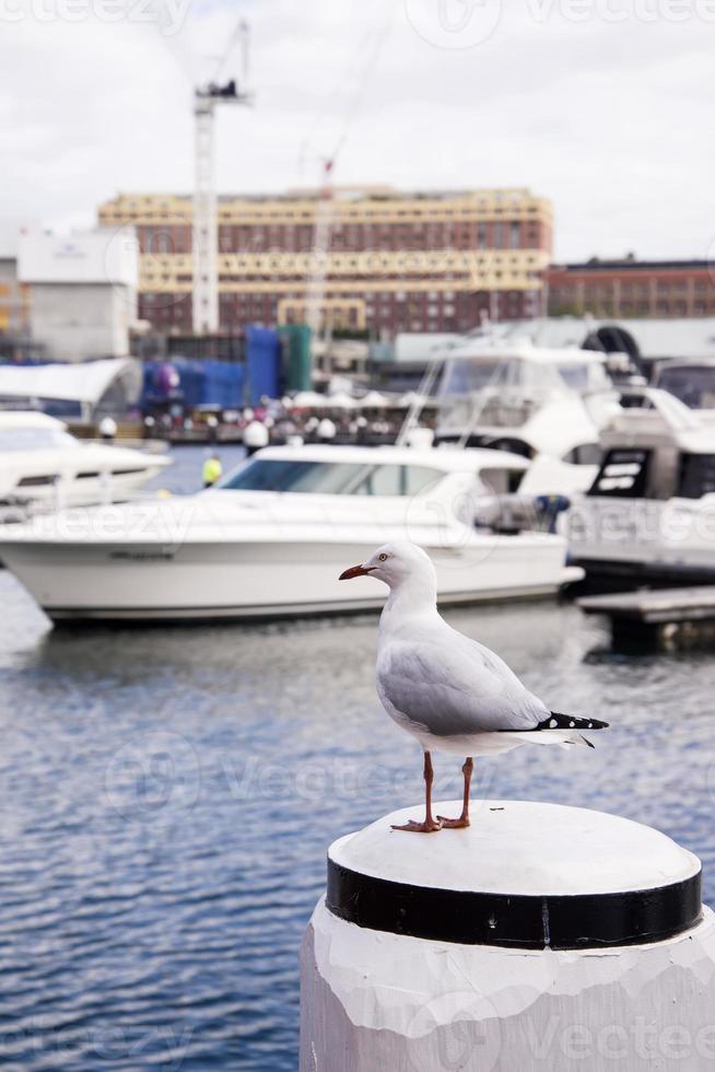 Möwe im Hafen foto