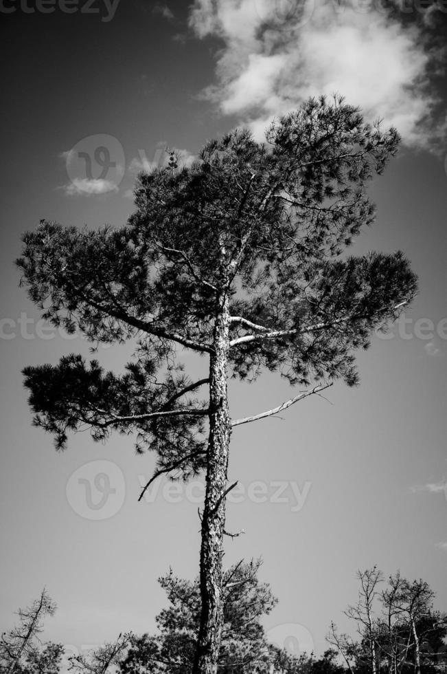 Schwarz-Weiß-Bild eines Baumes. foto