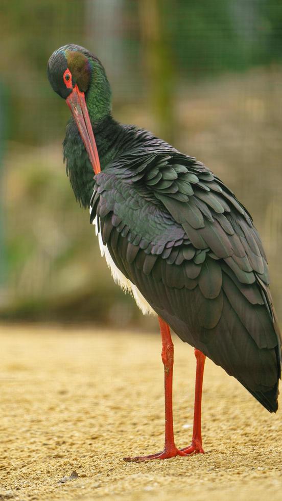 schwarz Storch in der Nähe Teich foto