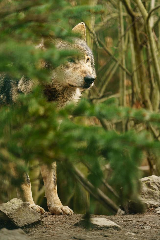 Porträt des grauen Wolfs foto