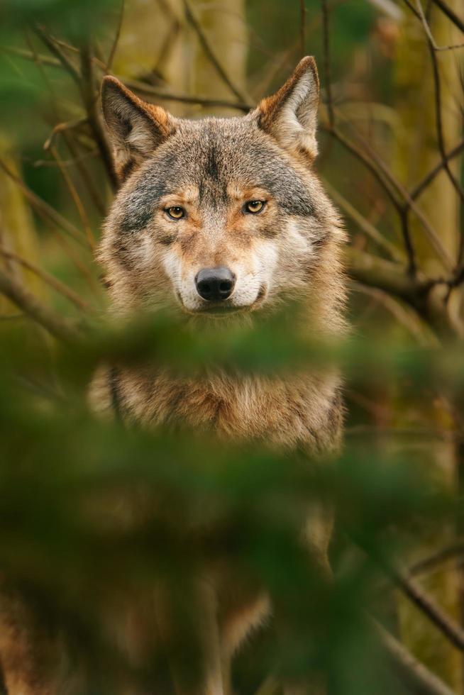 Foto von ein grau Wolf