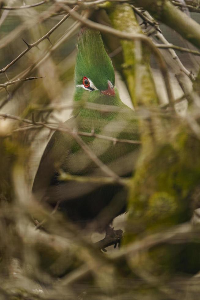 Grün Turaco auf Ast foto