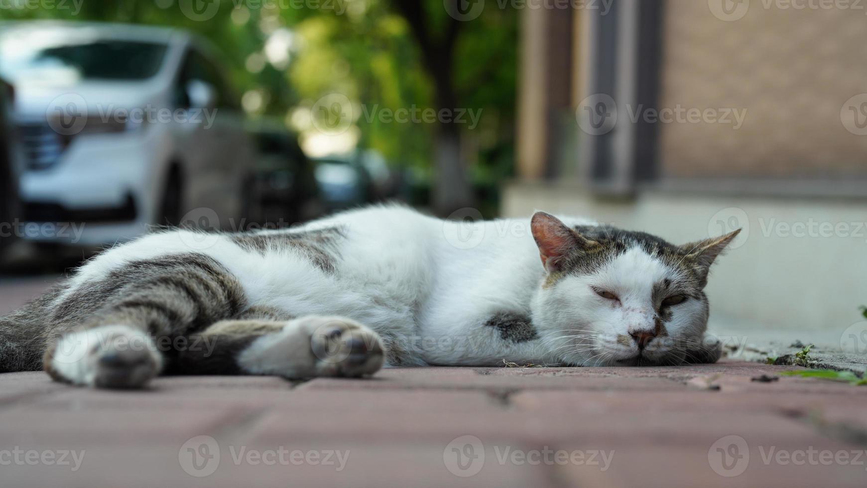 eine süße katze, die sich im hof ausruht foto