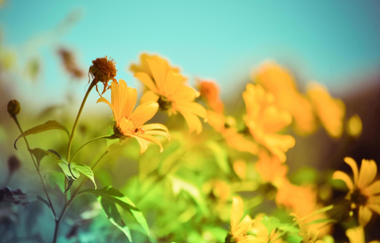 Ton Jahrgang Frühling Blume Gelb im das Garten Baum Ringelblume oder Mexikaner Sonnenblume foto