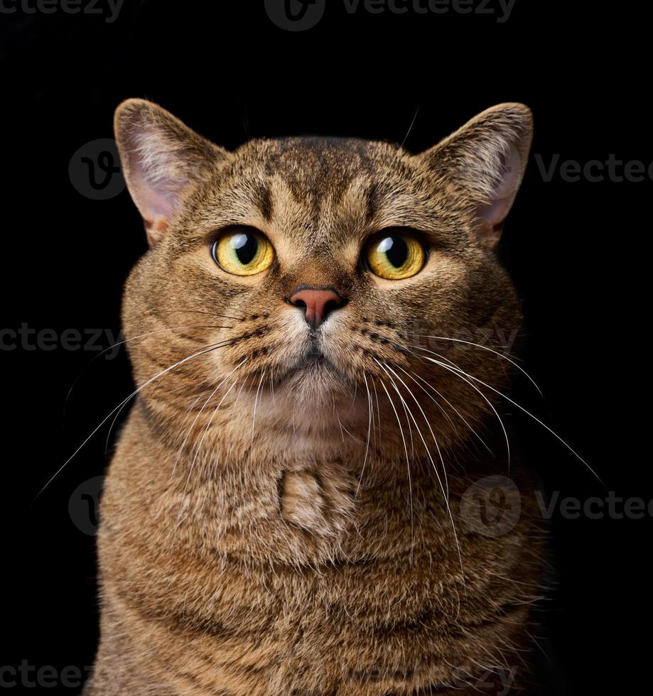 ein Porträt von ein Erwachsene grau schottisch gerade Ohren Katze gegen ein schwarz Hintergrund, das Tier ist suchen beim das Kamera. foto