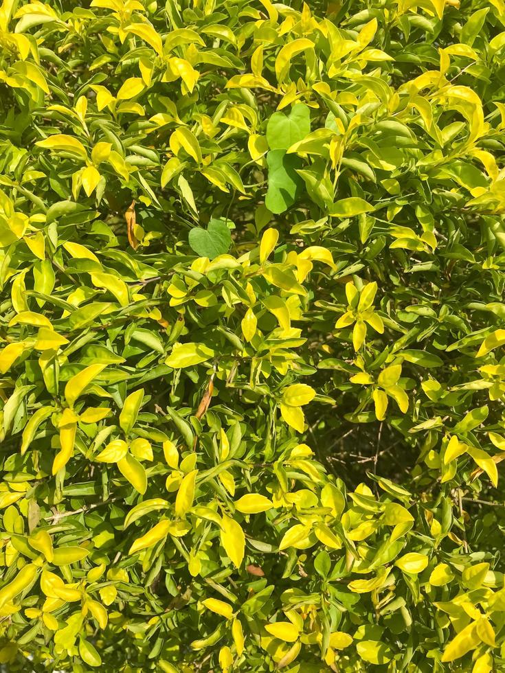 Grün Blatt von duranta bereut Baum foto