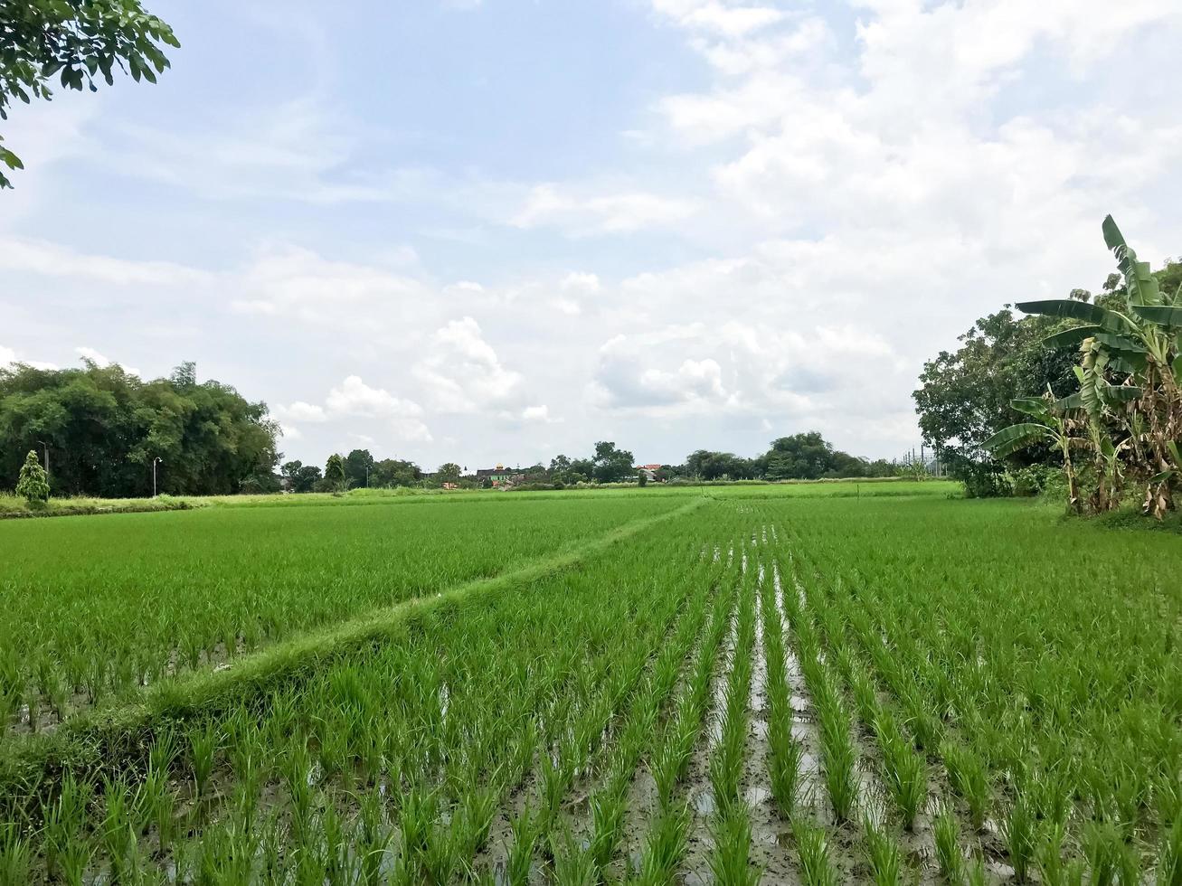 terrassiert Grün Reis Feld ich foto